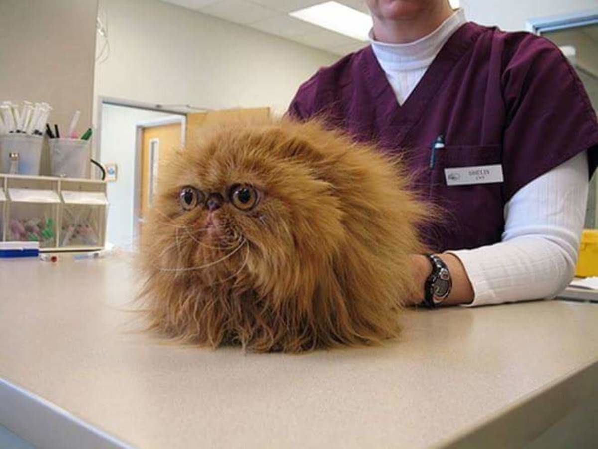 Персидская кошка в ветеринарной клинике